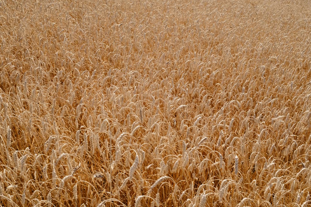 کاشت نهال