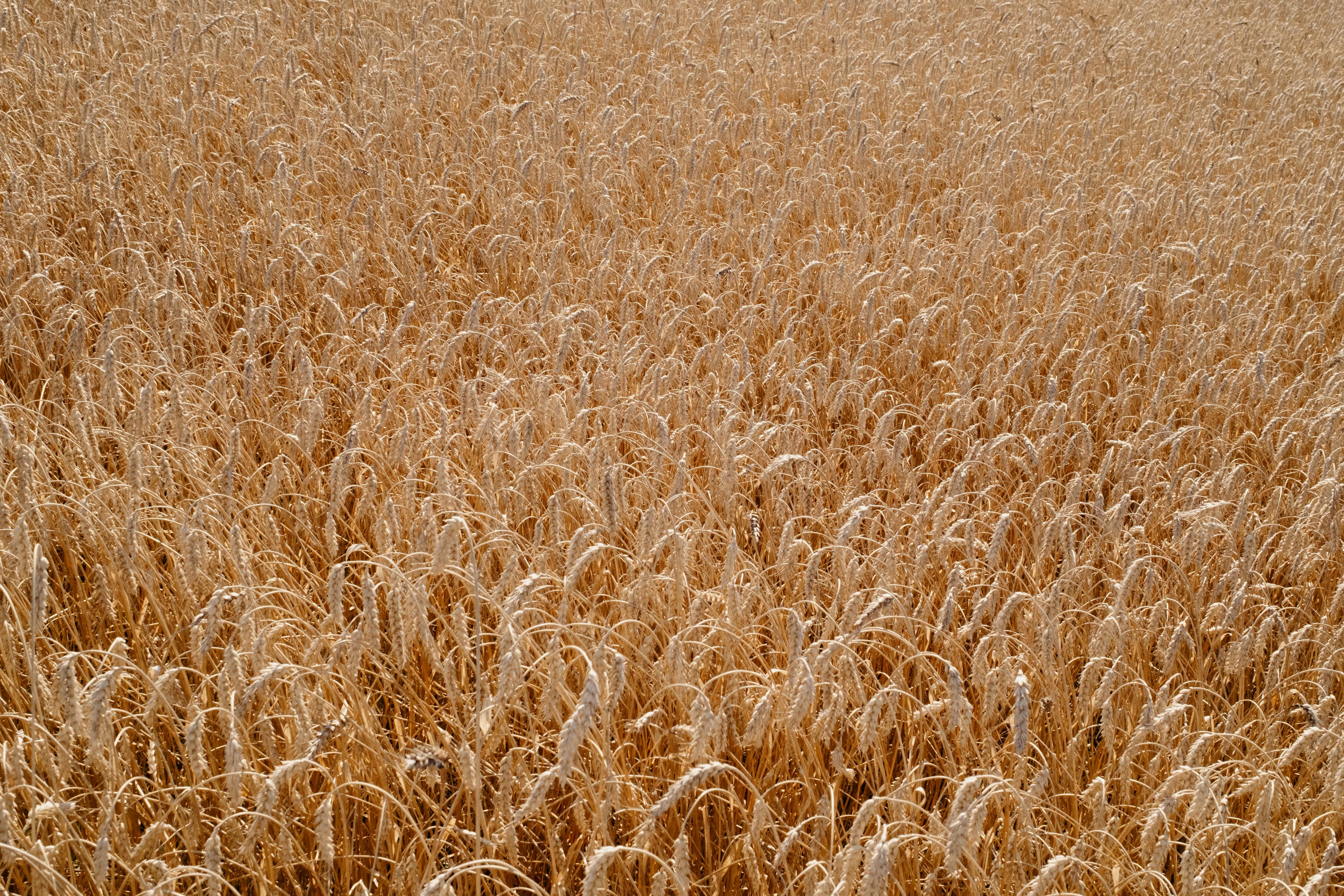 Agricultural field